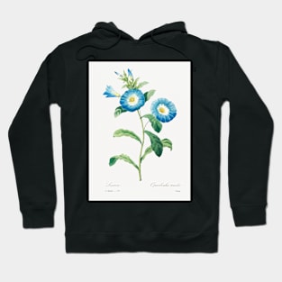 Bindweed Flower- Botanical Illustration Hoodie